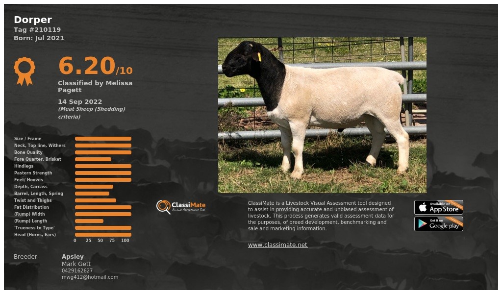 Lot 11