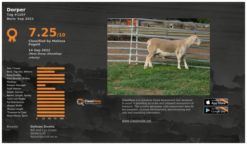 Lot 31