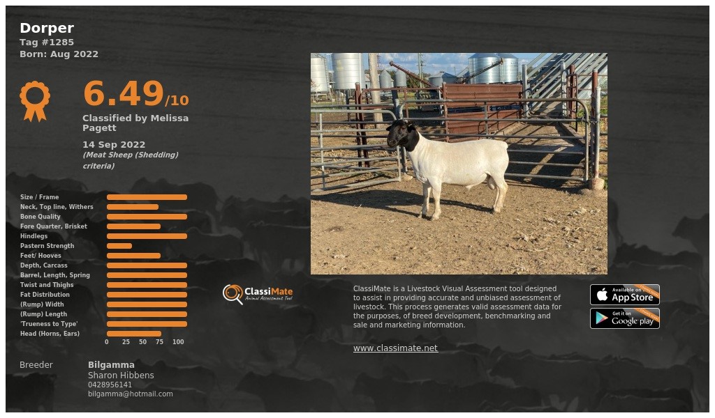 Lot 41