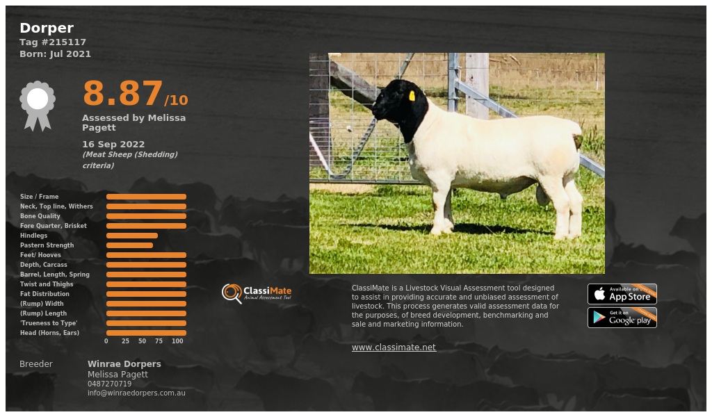 Lot 51-1