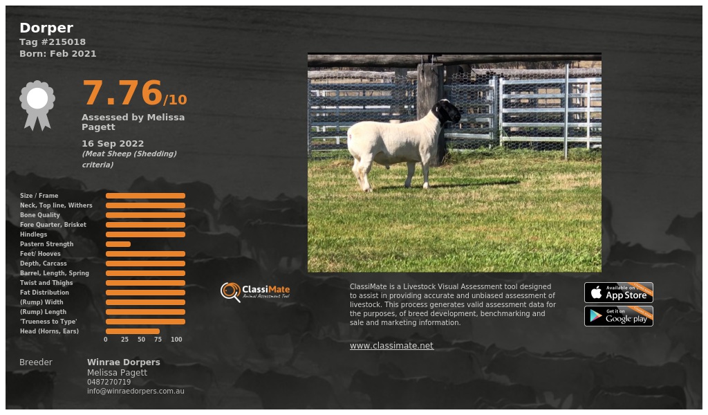 Lot 53-1