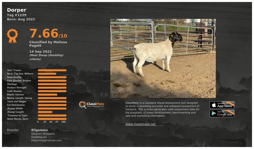 Lot 6